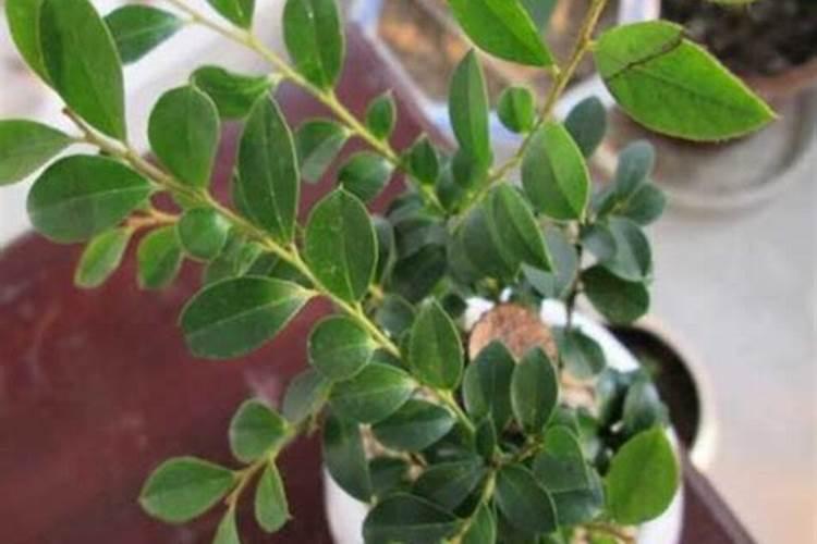 盘锦蔚蓝科技股份有限公司做什么的