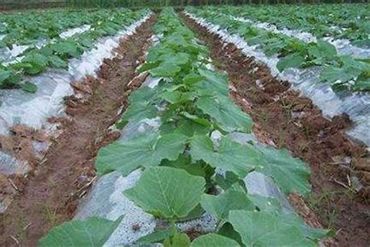 复合肥可以做南瓜底肥吗