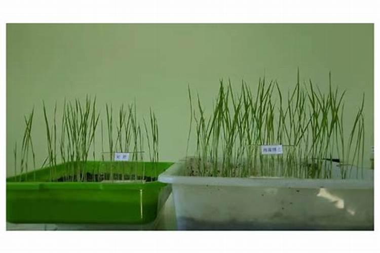 喷过量的叶面肥种植物会怎么样