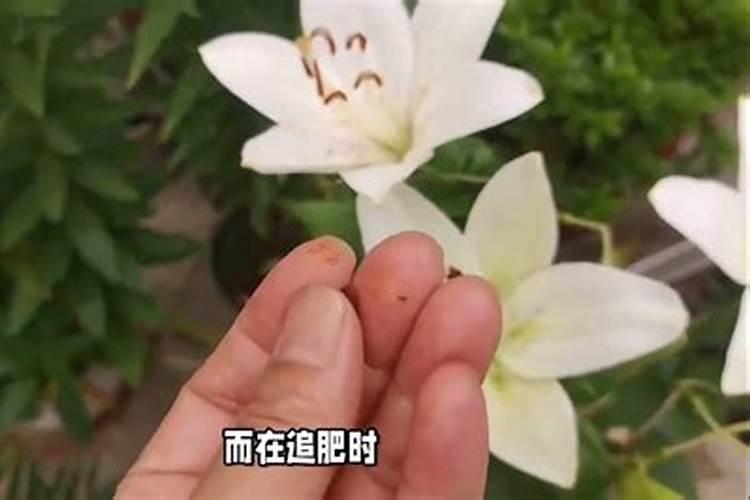百合膨大期施什么肥