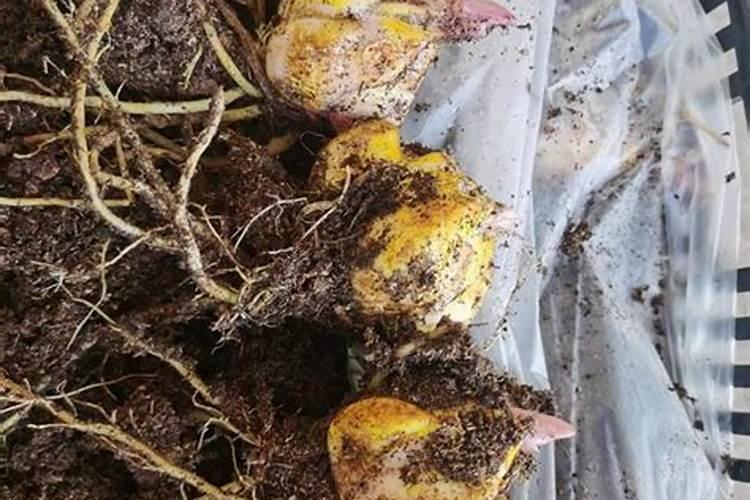 香水百合怎么施肥