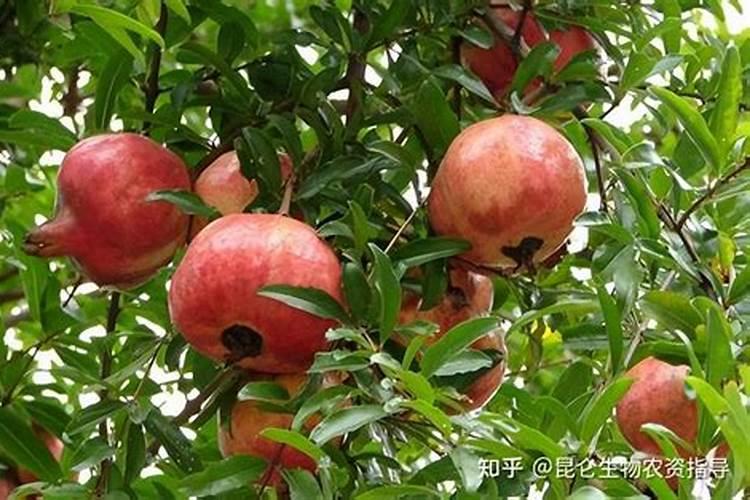 韭菜优质高产施肥技术