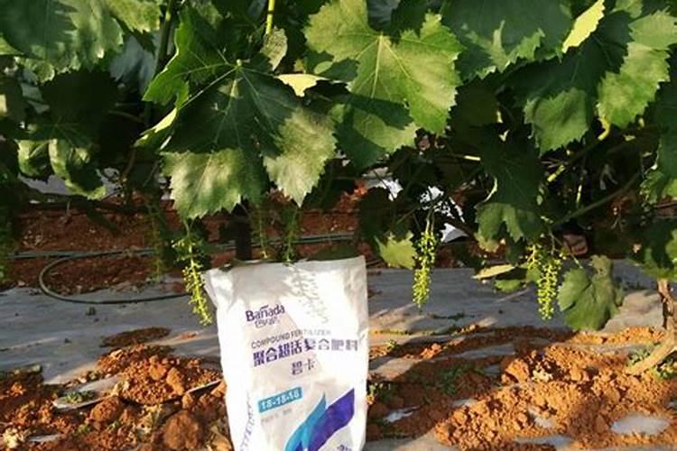 兴义姜基地在那里