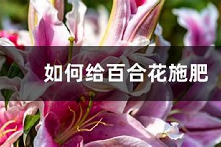 百合花在长花骨朵是可以施肥吗？,是什么肥？