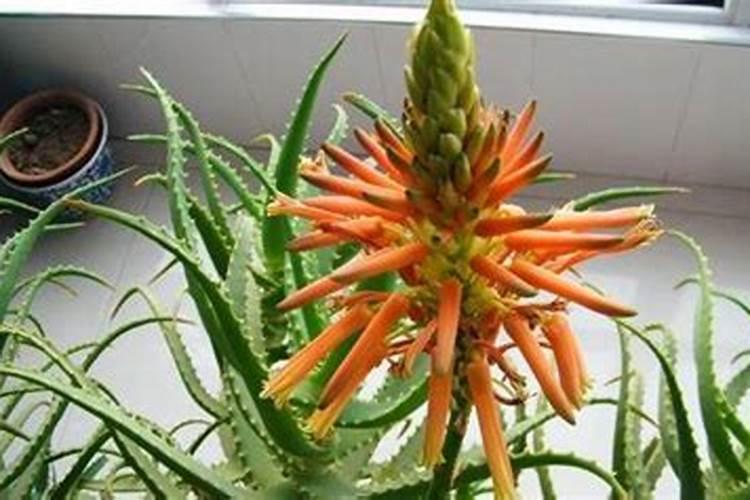 花期芦荟如何施肥
