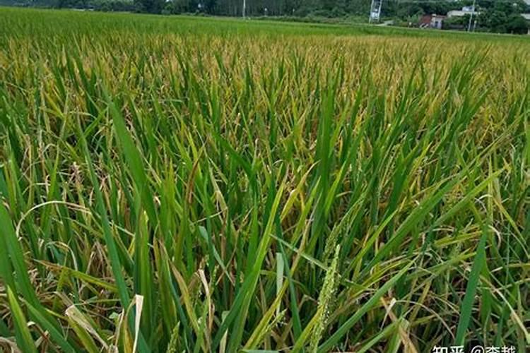 棉花花铃期施肥管理 使用什么肥料好