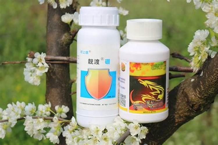 钾肥对果树花芽分化的作用