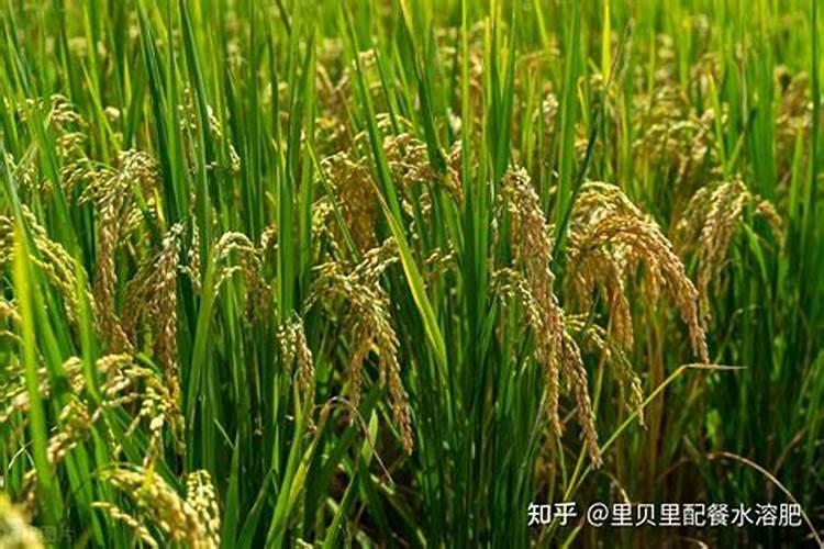 腐殖土和营养土有什么区别