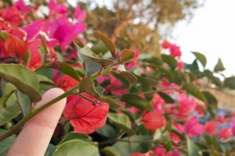 三角梅如何催花 正确的施肥方法