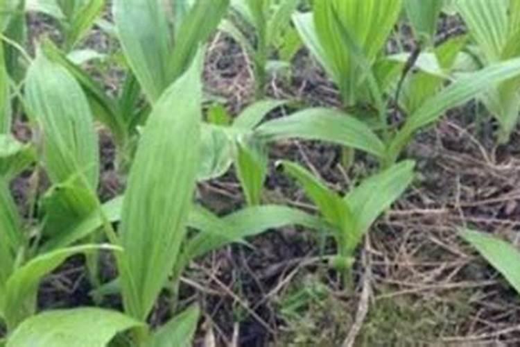 施肥,养兰的一把双刃剑