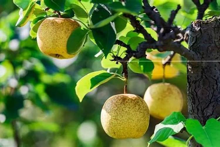 梨树肥水的管理的技术