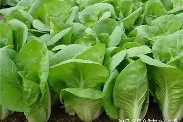 硫酸镁可以做肥料吗