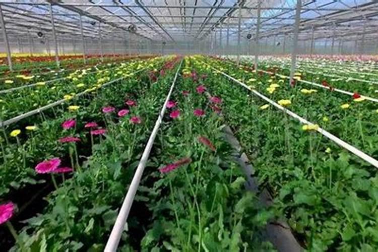 红花酢浆草(铜锤草、酸味草)的养护要点