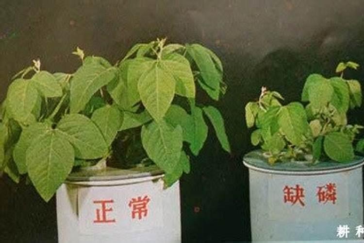 旱稻种植需要什么技术