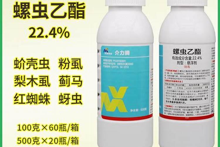 月季花新叶瘦小弯曲