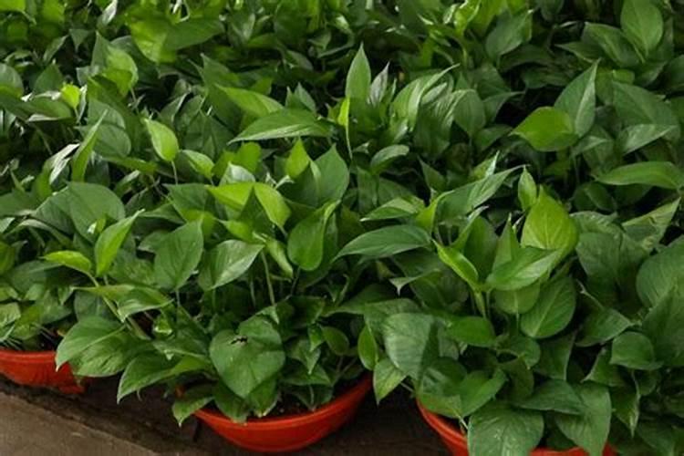 草莓得了黄萎病打什么药