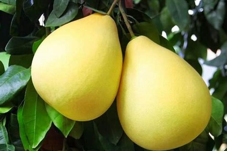 柚子开花期怎样施肥 柚子树开花如何管理