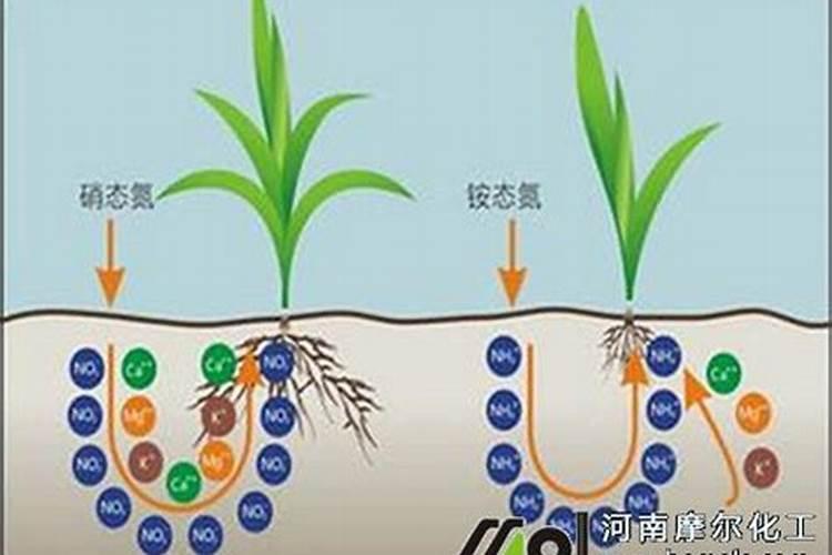 不让树结果子打什么药