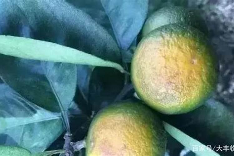 低聚肽的功效与作用 服用低聚肽的方法