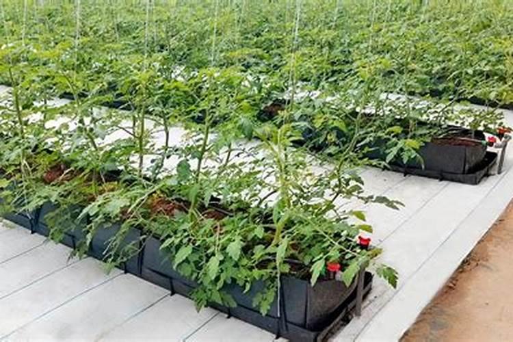 自己种胡罗卜吃用什么肥料好