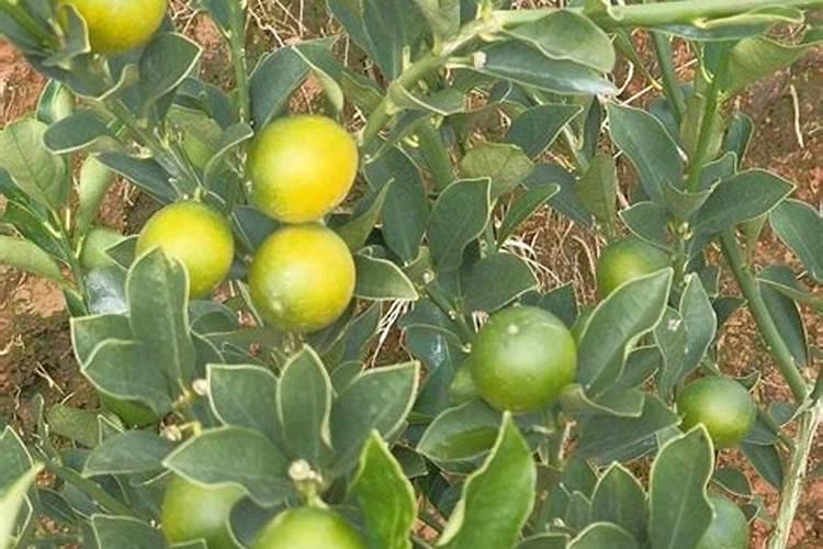 哪种药物能够让脆蜜金桔的果皮变软