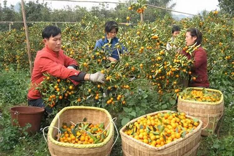 要让脆蜜金桔果皮变软该打哪种药