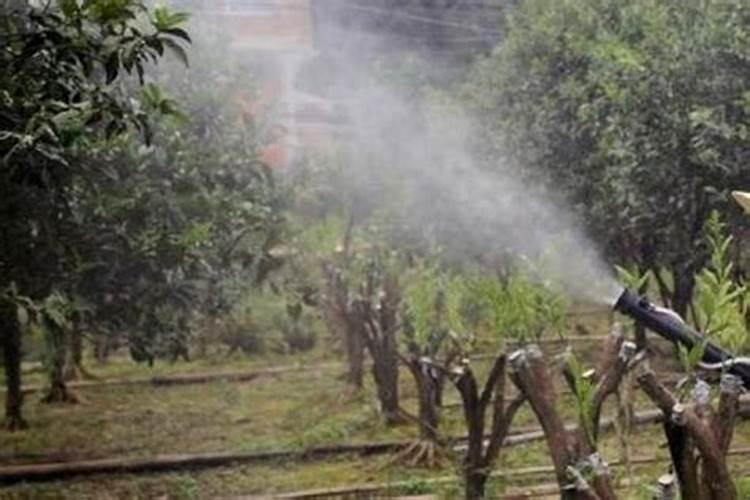 百香果不开花结果的原因(百香果树光开花不结果怎么回事)