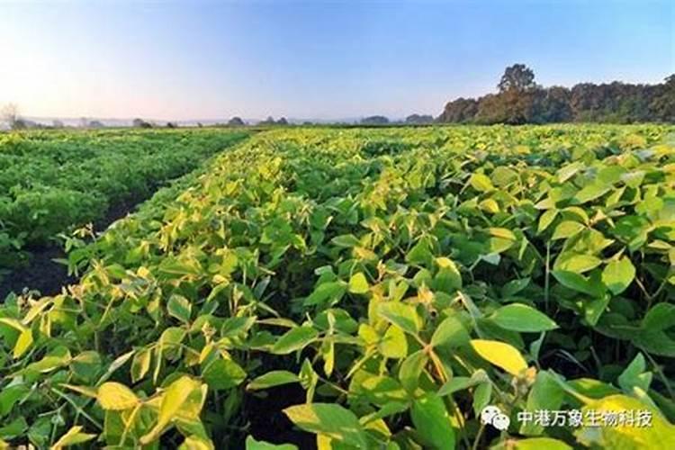 大豆喷什么叶面肥好,如何喷施