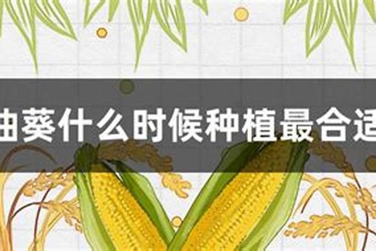 油葵什么时候施肥 油葵哪时候施肥比较合适