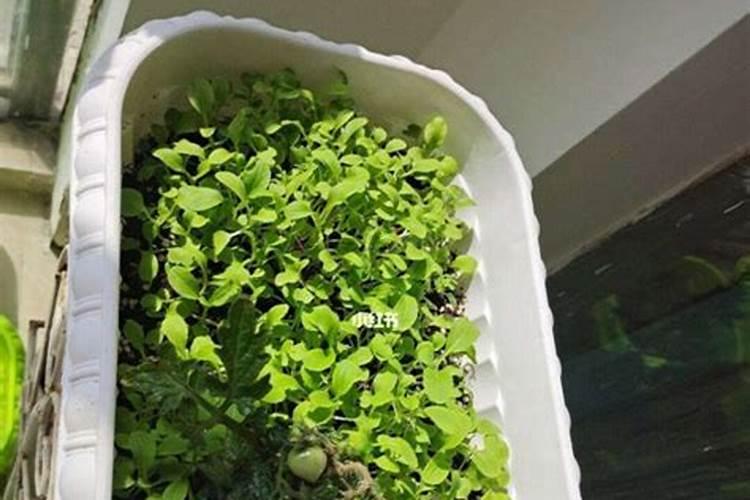 高磷水溶肥什么时候用？