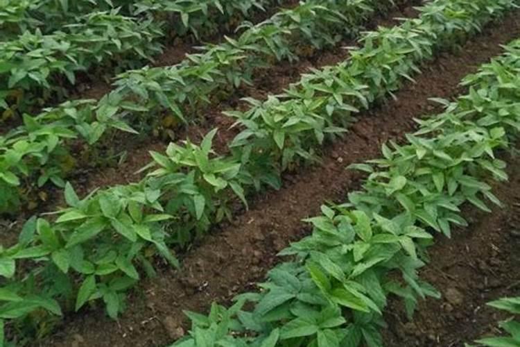 克菌丹亮果最佳复配