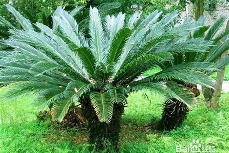 怎样种番薯最生多