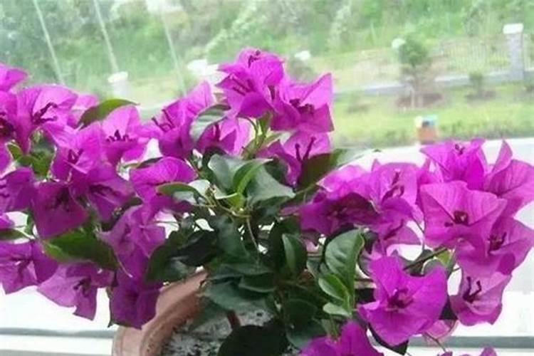 天然钾肥有哪些