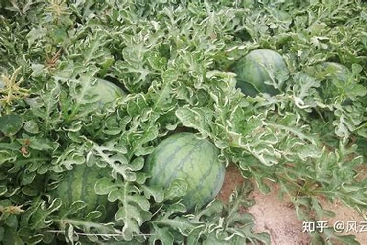 柑橘这样补硼, 花好叶好品质高