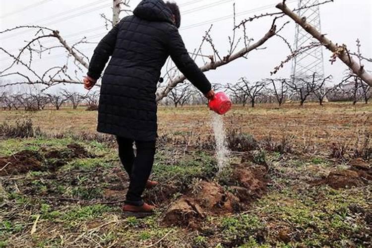柑橘用什么水溶肥产量高？柑橘膨果用什么叶面肥效果好？