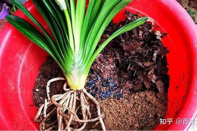 怎样种植碗莲花