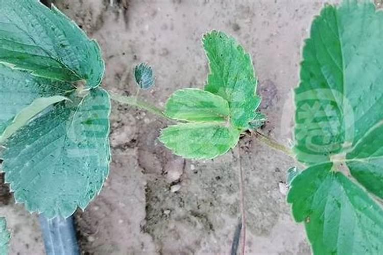 磷钾肥怎么浇花正确使用方法