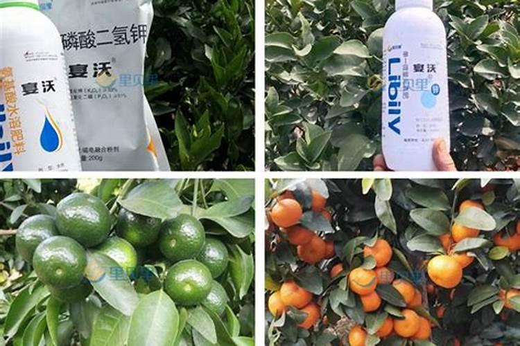 种菜最实用的肥料,是先下肥料还是先下种子