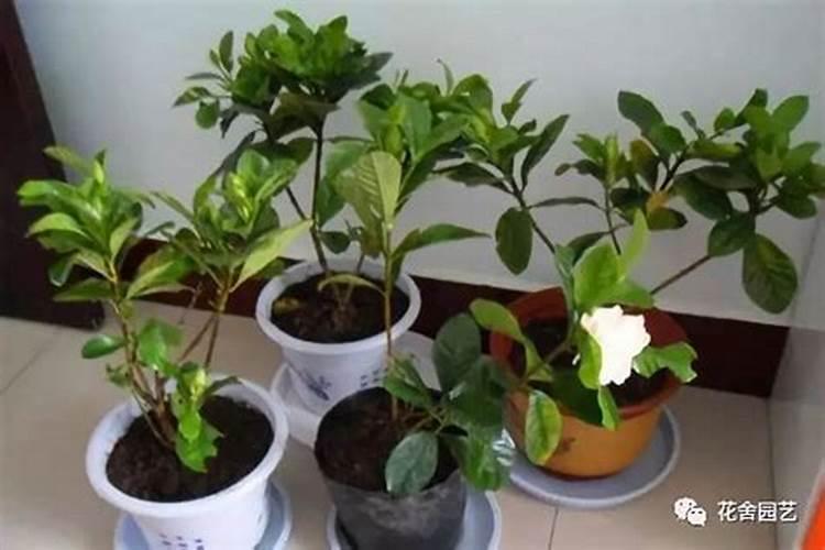 种地先播种还是先施肥