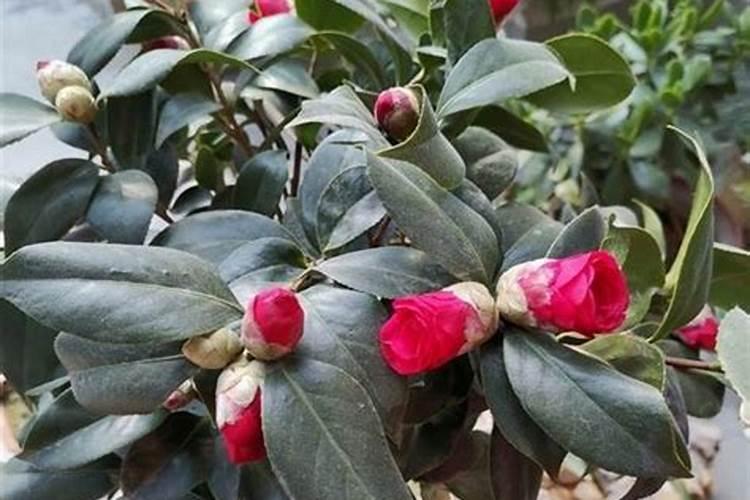 茶花春天需要施肥吗？