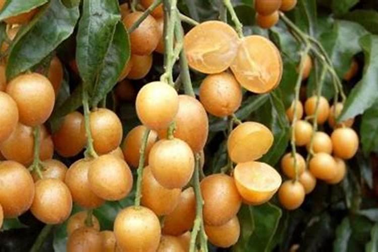 种植无核黄皮,该怎么管理？