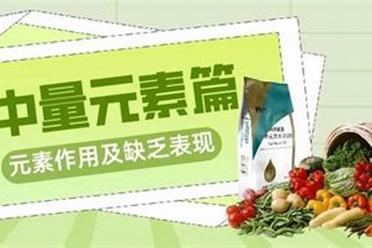 长寿花水培怎么养