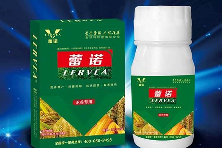 蒲公英可以泡水喝吗