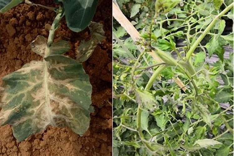 菠菜发黄病虫害补充什么肥料？