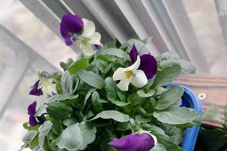 花生下针灵什么时候打最好