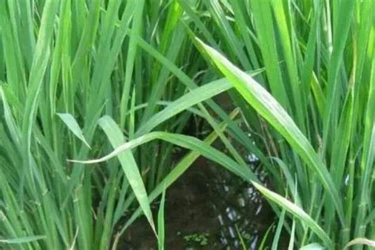 水稻分蘖少一半？别慌!三招“促蘖神技”补救,一亩多收200斤