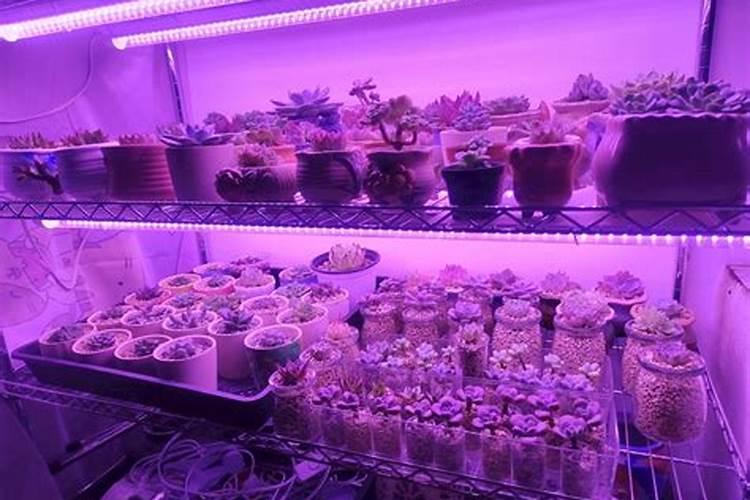 多肉适合施什么肥料