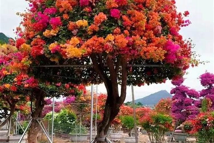 三角梅难开花如何养护开花更多