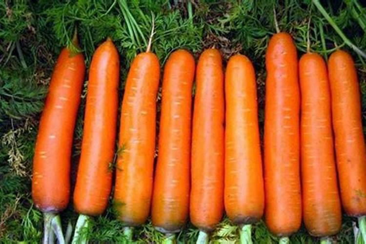 钾肥怎么用效果最好