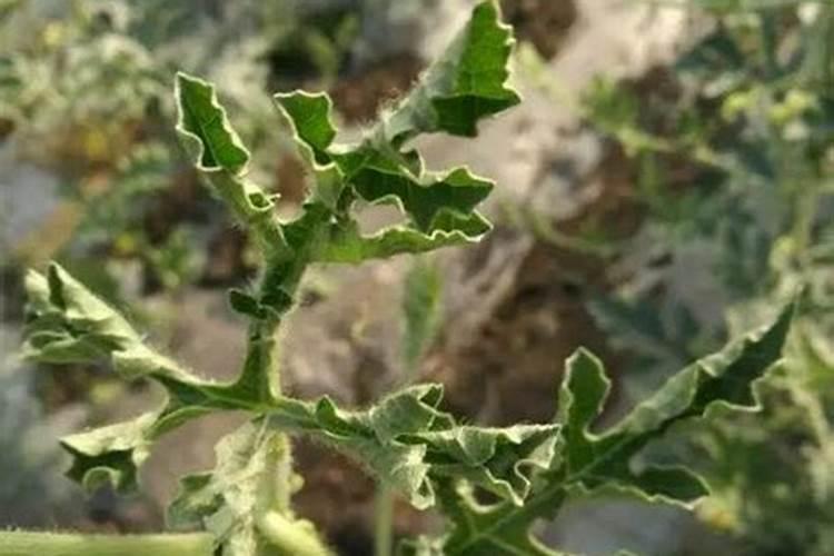 草莓开花前期用什么肥